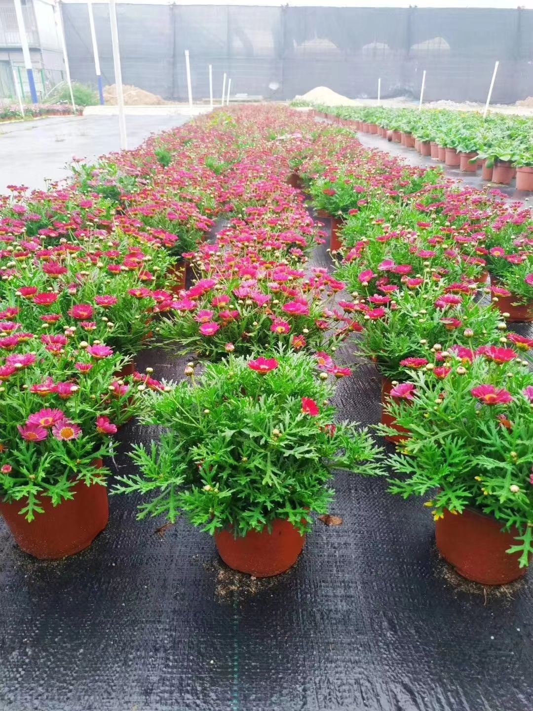  pp  pe材质防草布除草布打孔园艺地布透水透气、绿色环保