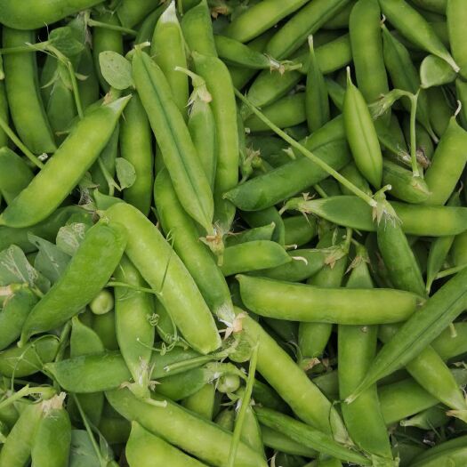 泌阳县 5000亩豌豆种植基地