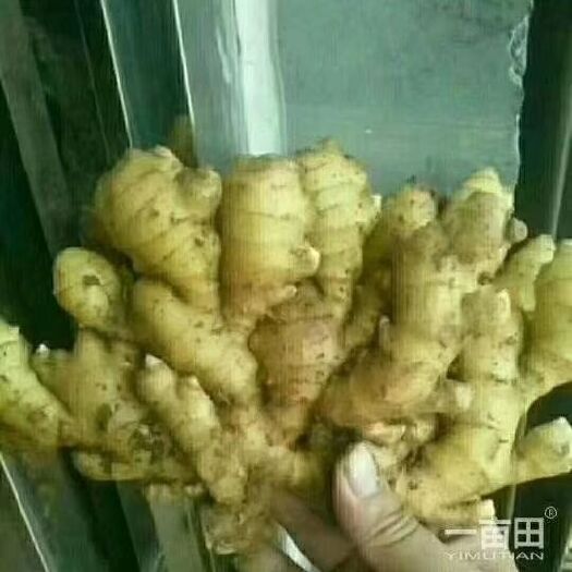 莒县 山东万亩生姜产地长年批发各种生姜姜种
