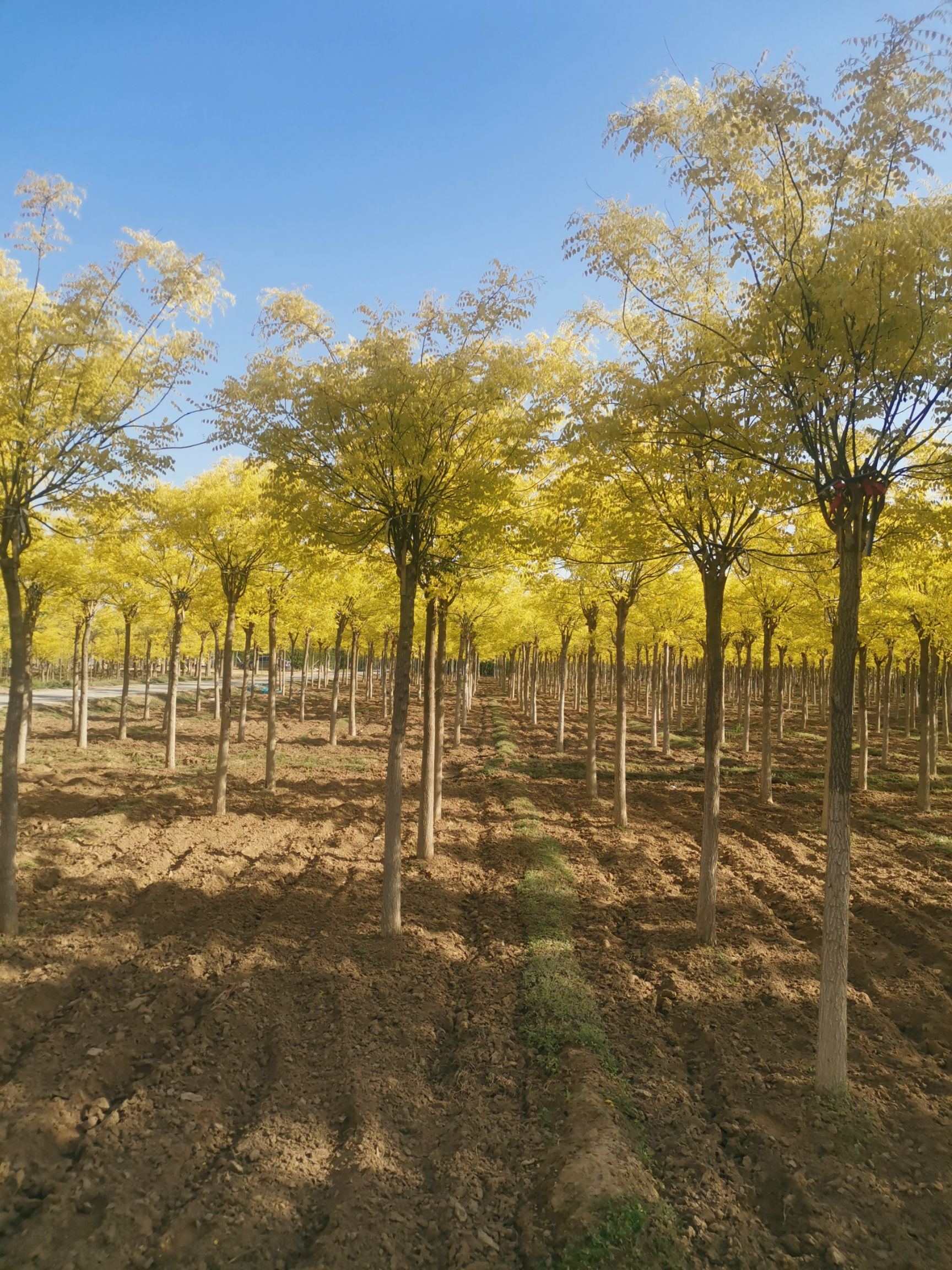 6公分矮接金叶槐