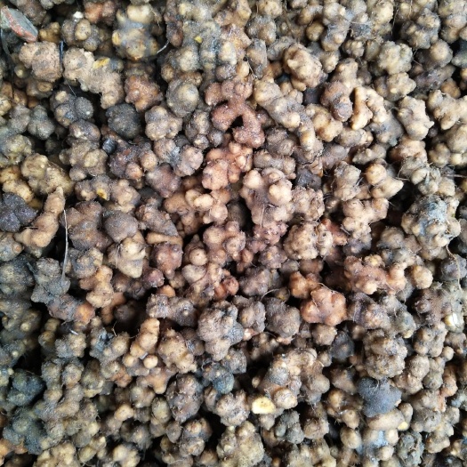 分宜县夏天无 现有鲜货统货6吨