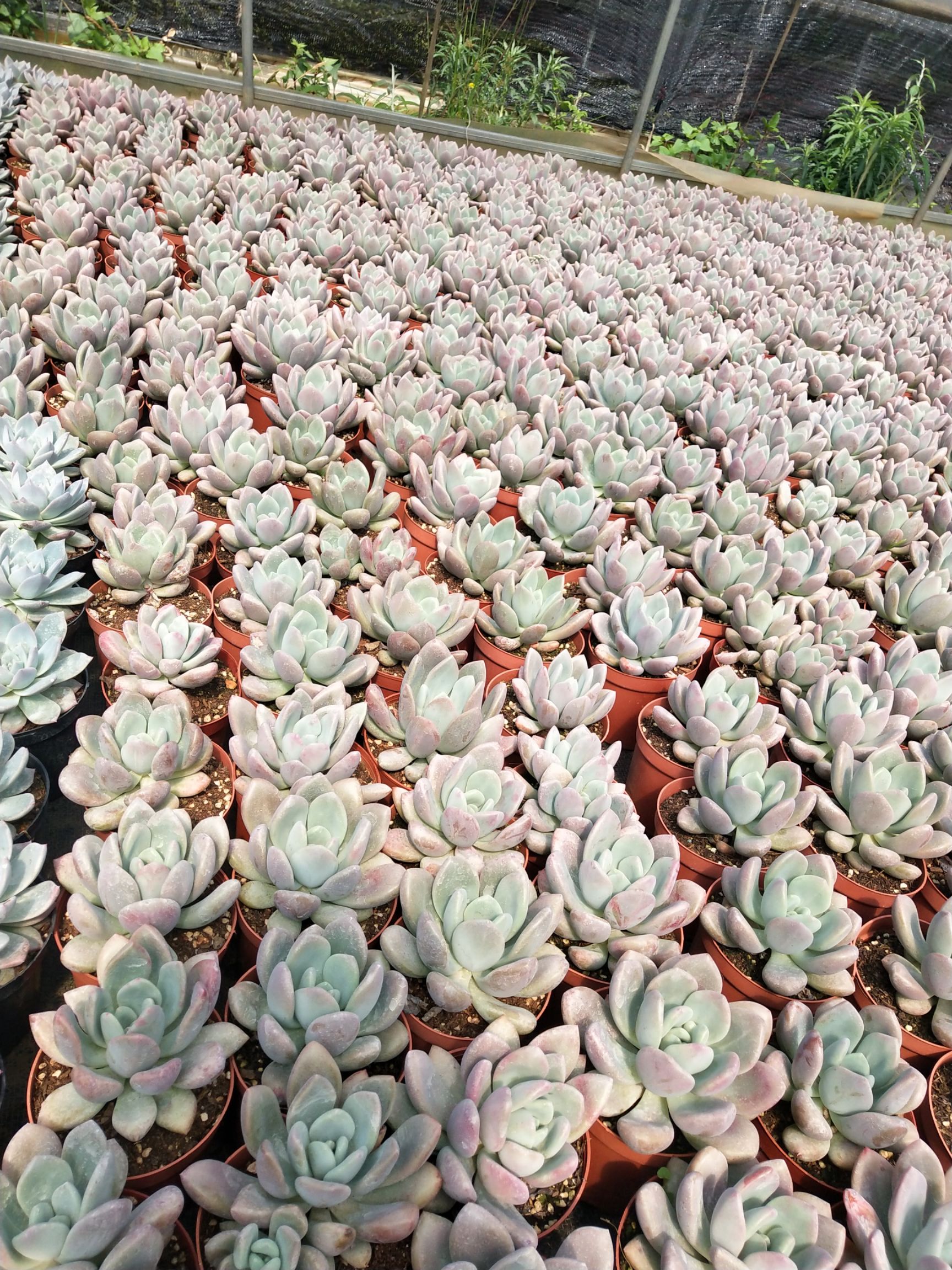  云南自家种植各类多肉植物乌木多肉蓝苹果多肉