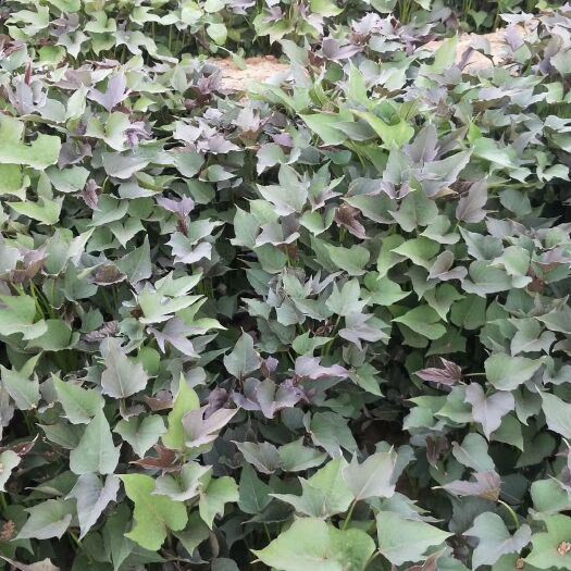 夏津县哈密，红薯苗，白蜜薯苗，大量现货出售中！全部基地供苗