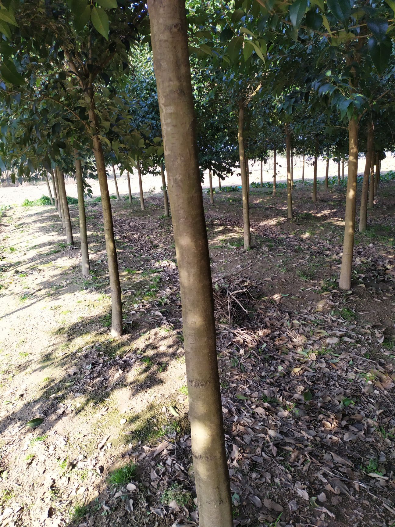 大叶女贞  东台苗木基地！