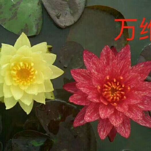 安新县荷花 出售各种水生植物