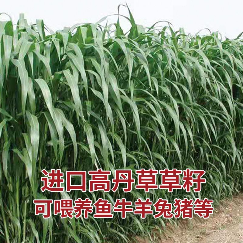  山东高丹草种子批发，大量供应高丹草种子