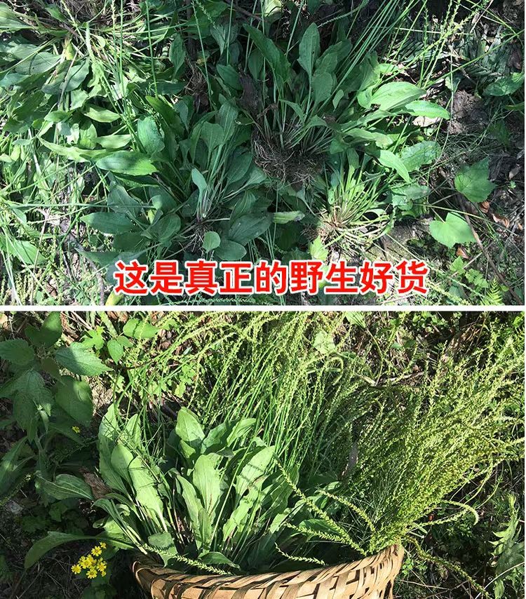  车前草
