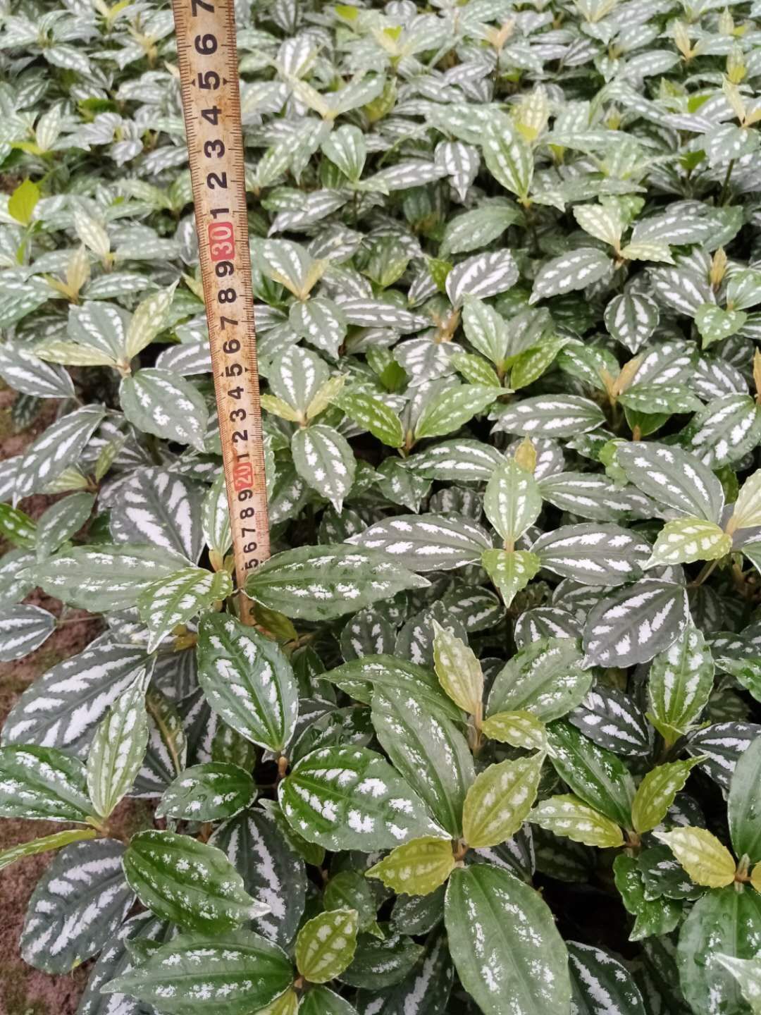 冷水花  冷水花批发