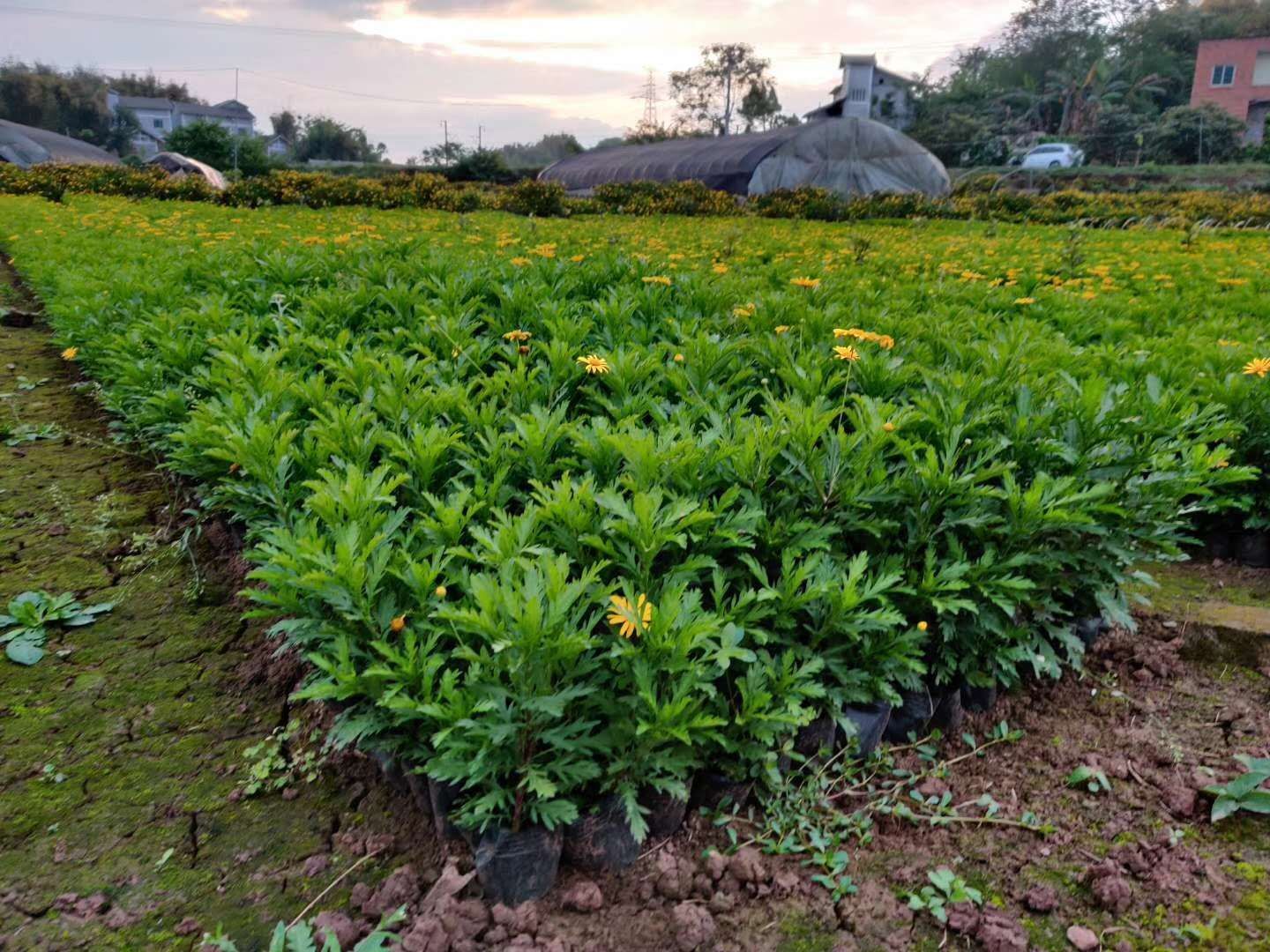 木春菊苗  木春菊