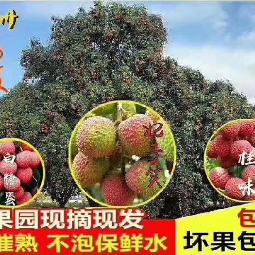 高州市桂味荔枝 中华红