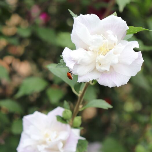 石屏县 扶桑花重瓣白木槿苗四季开花不断室内外观花卉植物好养易成活包邮