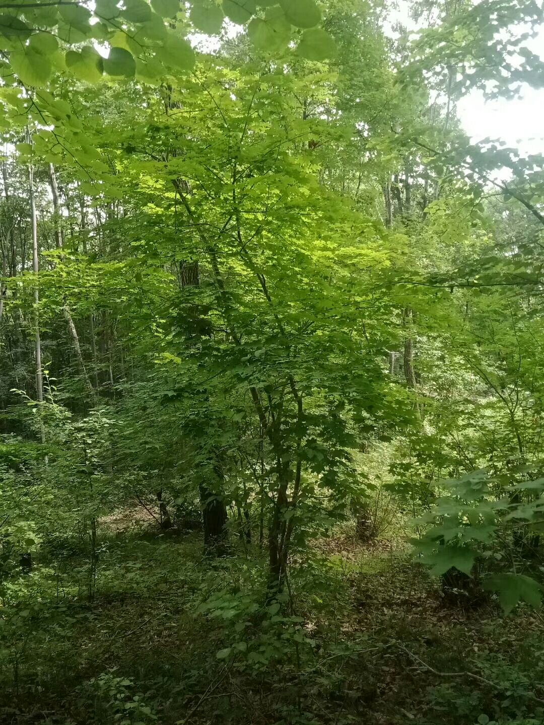 蒙古栎 蒙古丽。山槐。五角枫。康段子段。