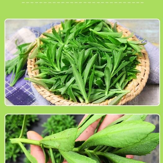 成都救心菜  宽叶费菜 无公害野菜，基地种植。二十多个野菜品种，