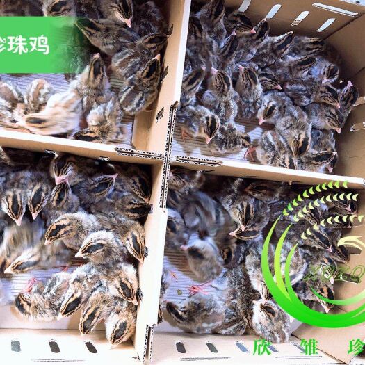 重庆市珍珠鸡苗 珍珠鸡出壳苗