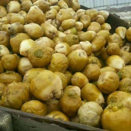 天津咸菜疙瘩，高盐芥菜，1斤左右，勾机散货上车