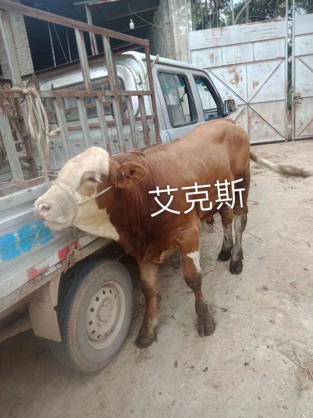 肉牛  西门塔尔牛 洪涛种养专业合作社，西门塔尔，夏洛，安克