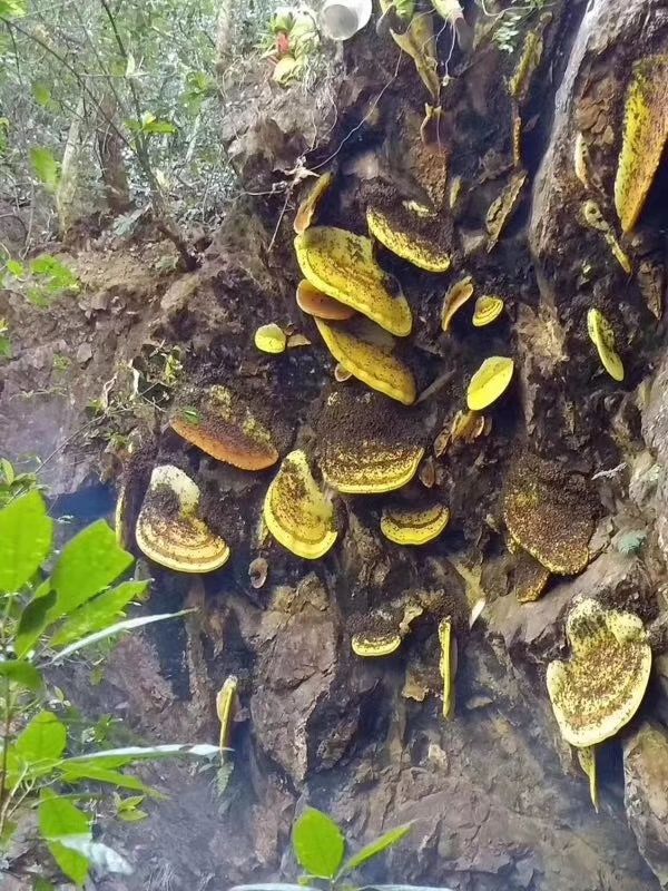 云南冬蜂蜜 岩岩上的百花蜜