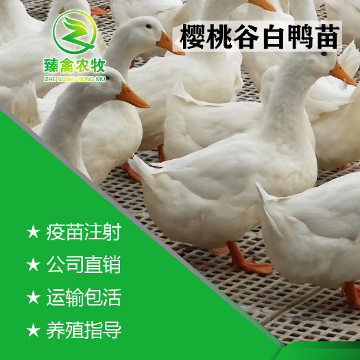 南宁 白鸭苗，40-50天可长到5斤。运输包活