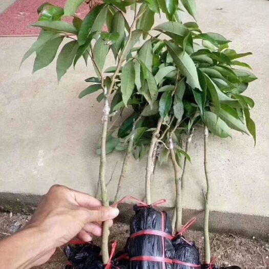 灵山县妃子笑荔枝苗 正品妃子笑