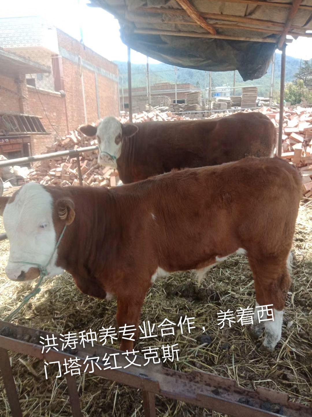 肉牛  西门塔尔牛 洪涛种养专业合作社，西门塔尔，夏洛，安克