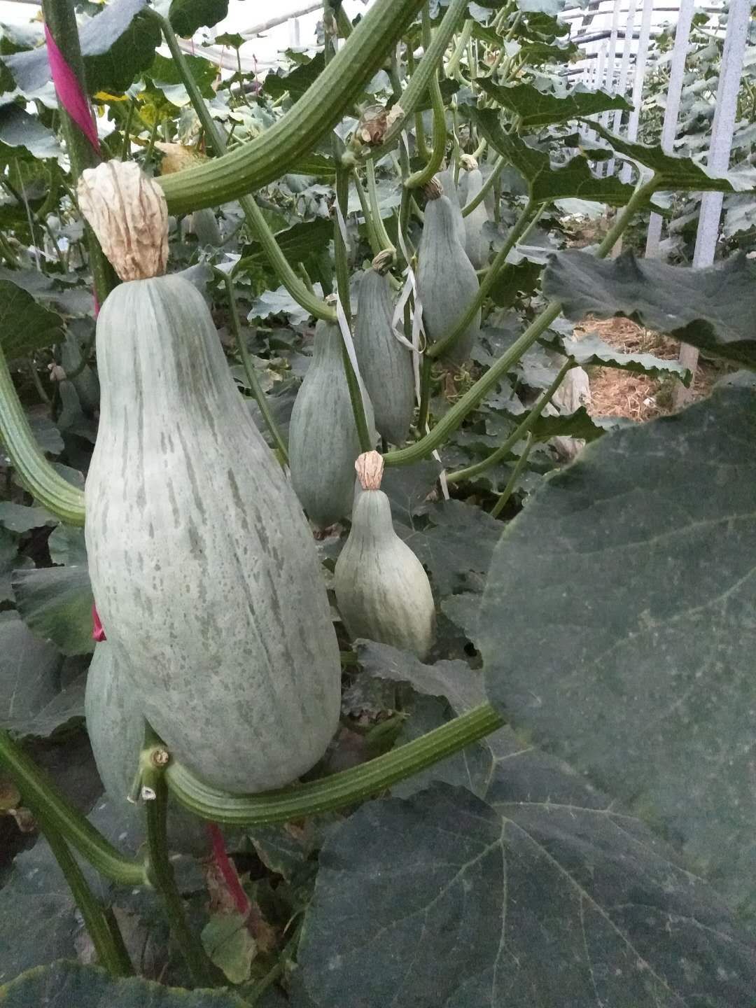 贵族南瓜，各种各样的南瓜看店铺。