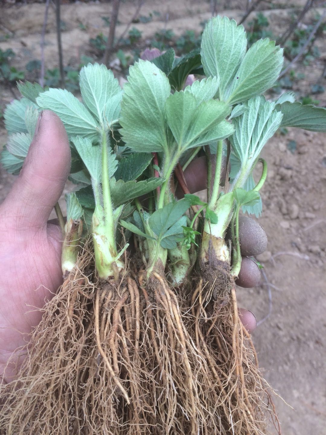 奶油草莓苗  草莓苗 品种齐全 可看地起苗