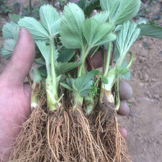泰安奶油草莓苗  草莓苗 品种齐全 可看地起苗