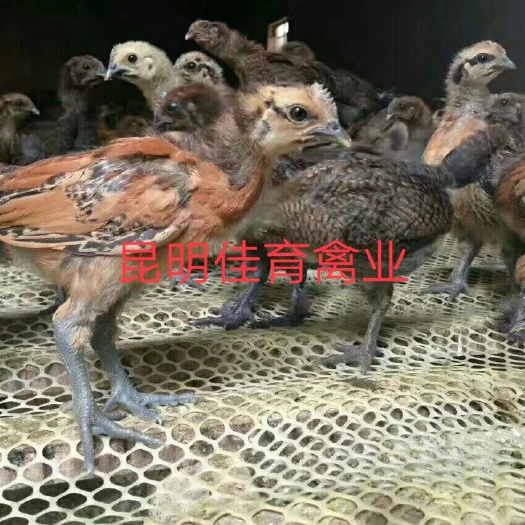 昆明云南脱温土鸡苗，无量山，云南武定土鸡，云南土鸡苗，孵化厂直销