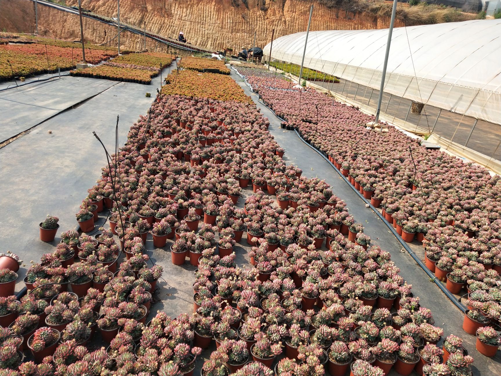  云南自家种植各类多肉植物乌木多肉蓝苹果多肉