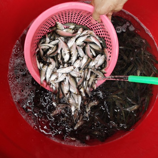 南宁 广西南宁良种鱼苗繁殖场