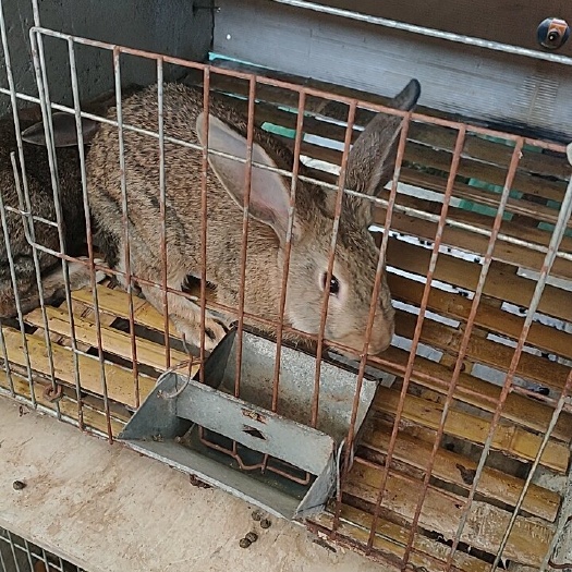 仁化县 肉兔杂交兔比利时新西兰包技术包成活包到家包回收种兔送运输笼