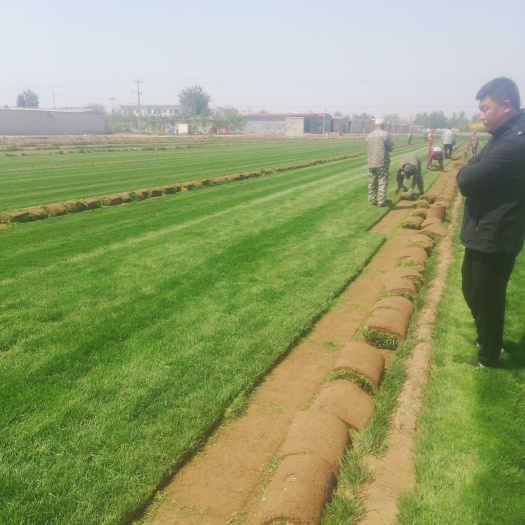 石家庄早熟禾草坪  小区，公园，道路工程绿化草坪