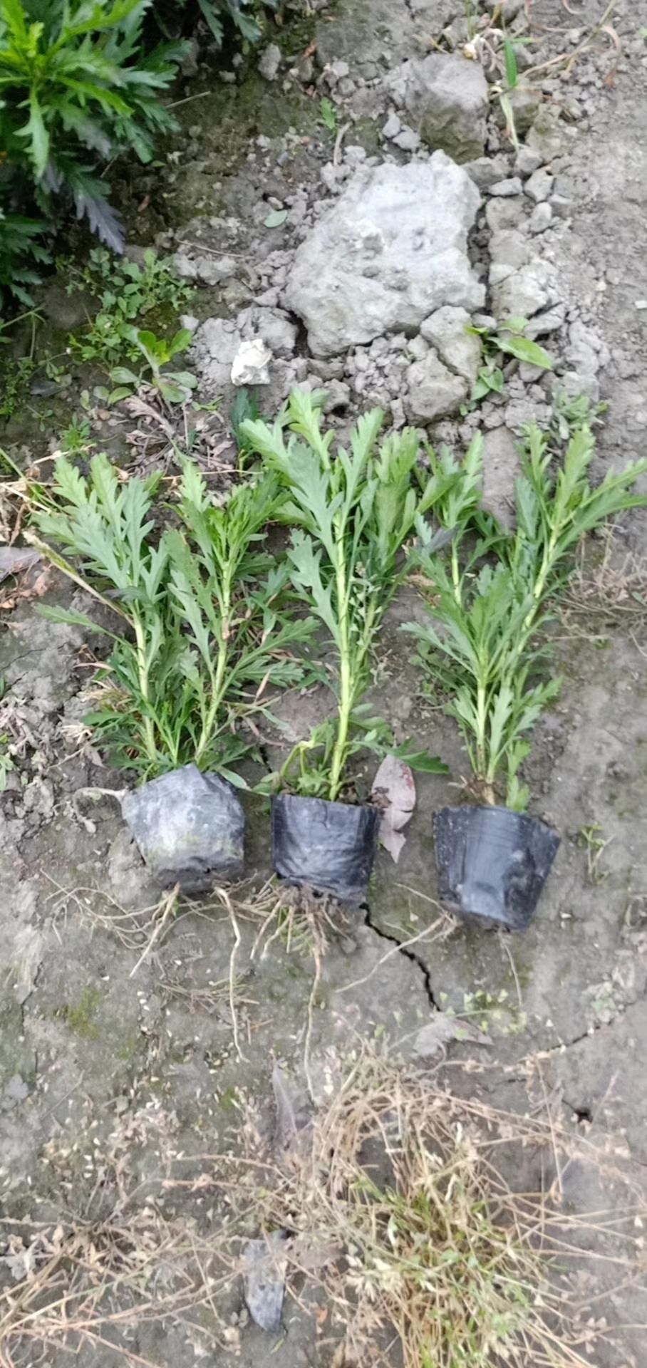 木春菊基地，木春菊大杯，木春菊小杯，木春菊批发价格