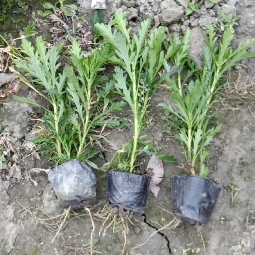 成都木春菊基地，木春菊大杯，木春菊小杯，木春菊批发价格