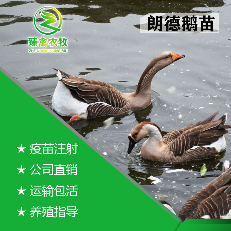 朗德鹅苗，出壳包打疫苗，运输包运损！