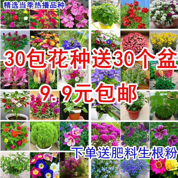 南宁长春花种子 60款不重复四季易种花种子花开不断净化空气花盆栽花卉植物花草
