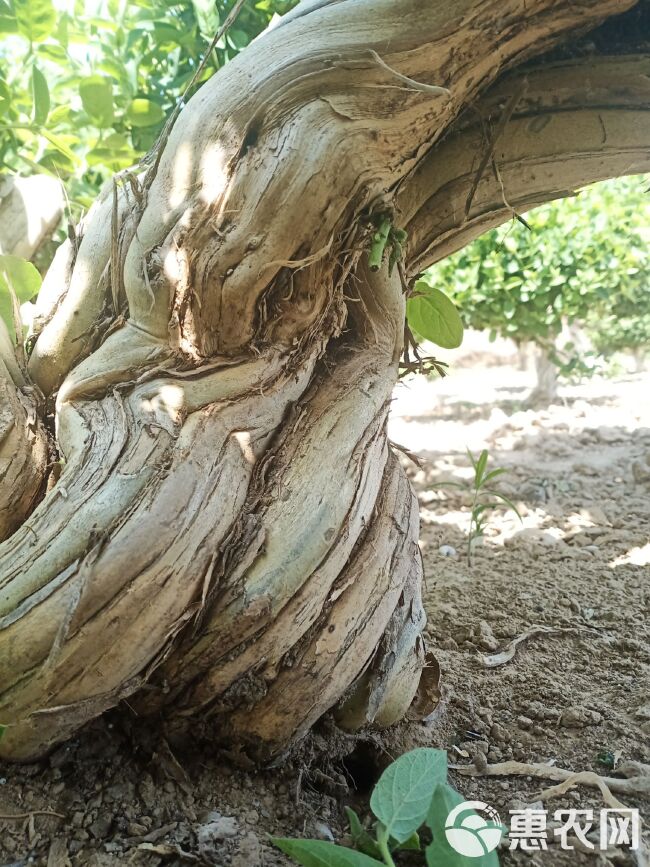 树形金银花 金银花老桩盆景