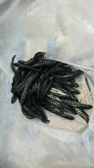 新兴县规格黑鱼苗