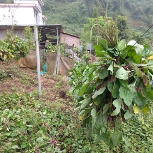 芦山县 天然生长的药材车前草，一手货源，整颗草自然晒干，干净无杂