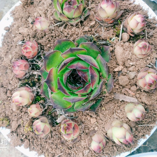 昭通蓝石莲 石莲花，一年四季常青，适合盆栽放在家里特别美观。