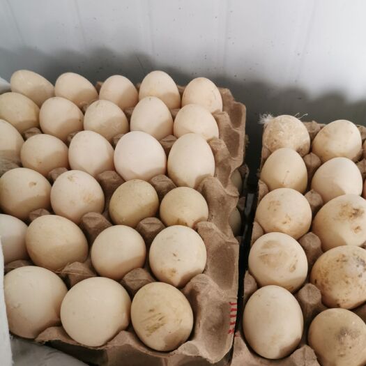 辉县市番鸭种蛋 有需要可以联系