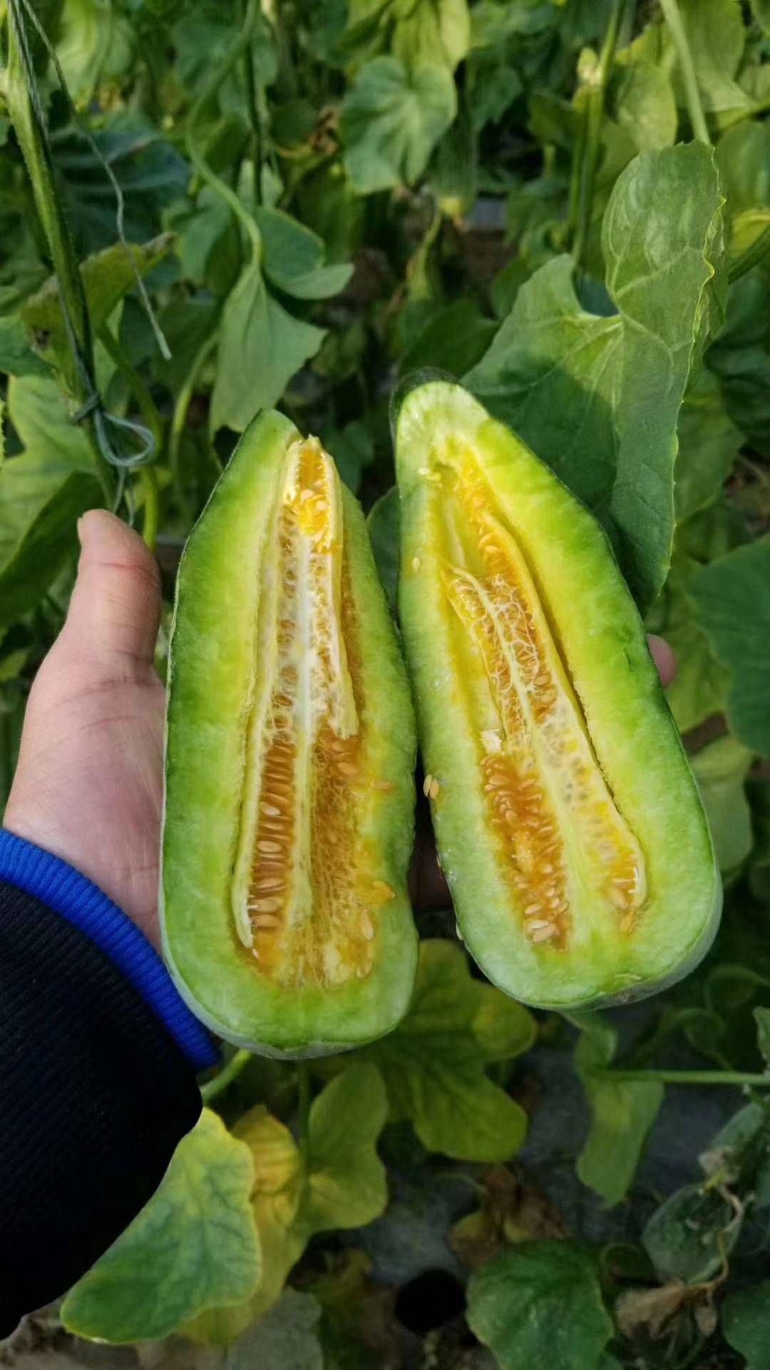  羊角蜜甜瓜，河南滑县正宗产地，大量现货供应，一手货源