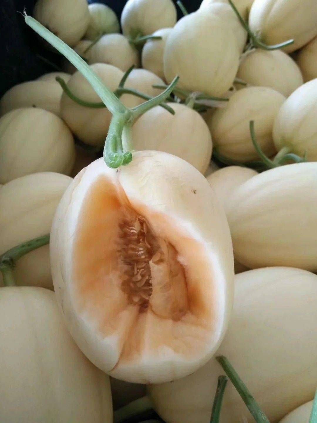 东方蜜1号 东方蜜一号，大量现货，河南滑县正宗产地，长期供应，合作愉快，