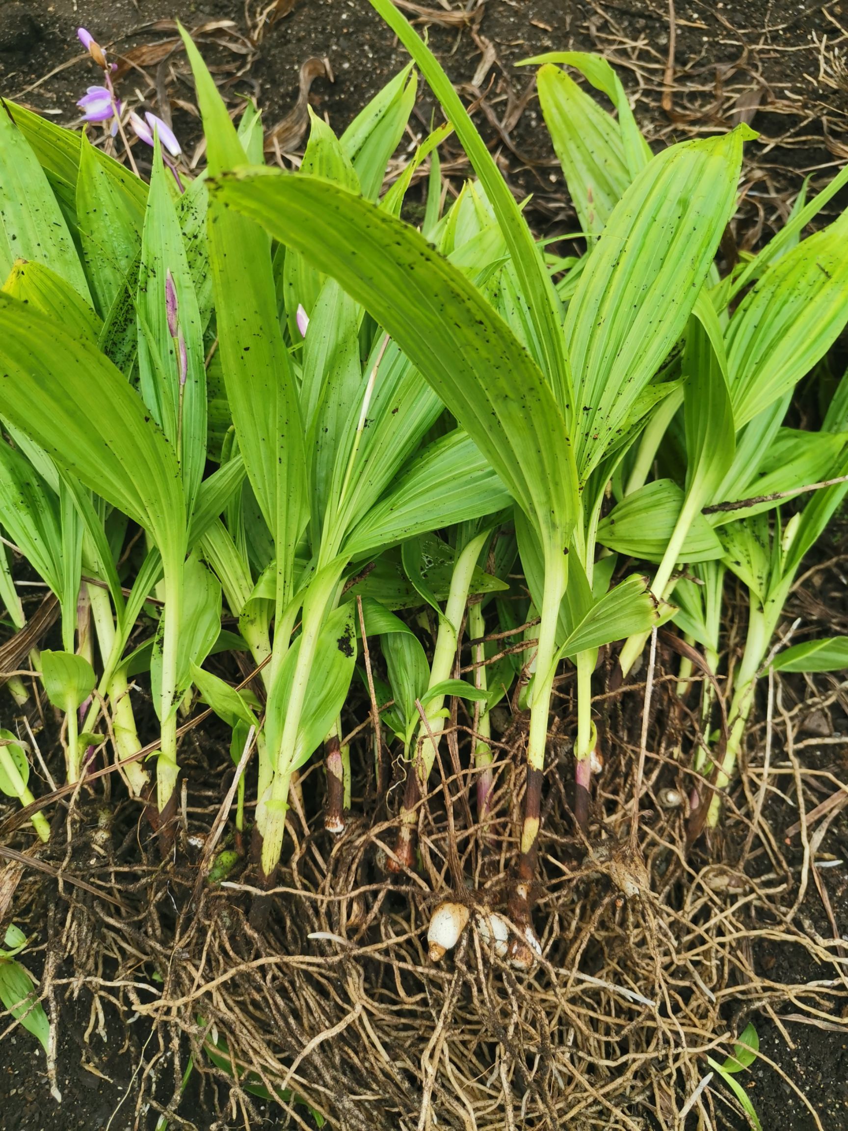  紫花三叉白芨苗