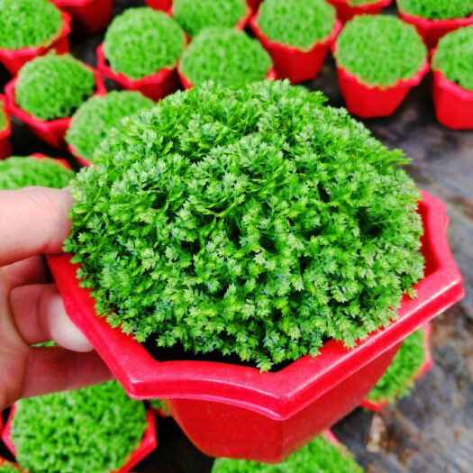青州市绿地球，观叶植物，吸收甲醛，净化空气，喜阴喜水