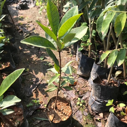 广州巴西樱桃苗 小果巴西甜樱桃 新奇果实苗