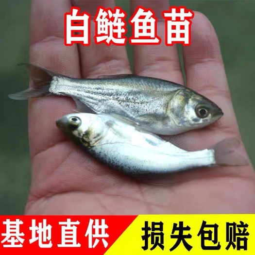 蓬溪县白鲢鱼  优质白鲢苗，成活率高，高产类鱼种，基地直供，量大从优