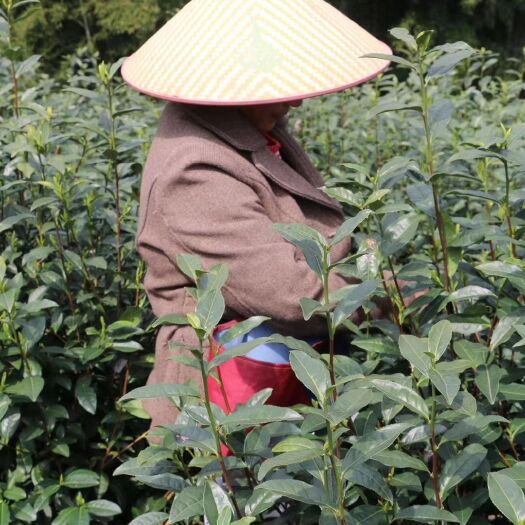 武义县龙井茶 好山好水自然好茶。