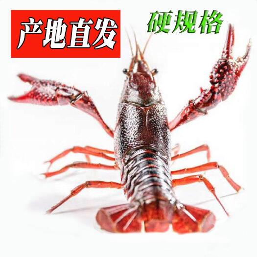汉川市湖北红壳小龙虾 中红  大红 中青 大青 79炮酒店餐馆两虾