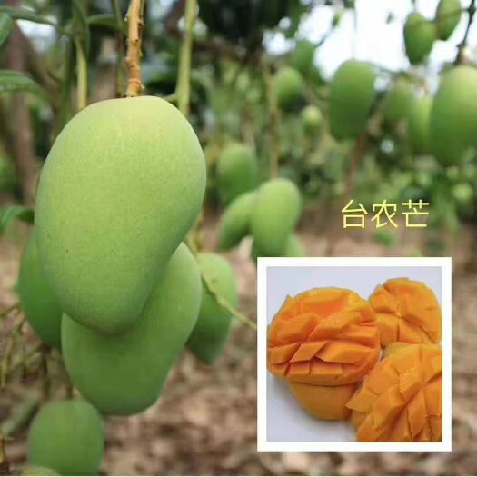灵山县台农芒果苗 芒果树苗金煌四季红贵妃桂七台农凯特澳芒南方果苗嫁接苗南方果树